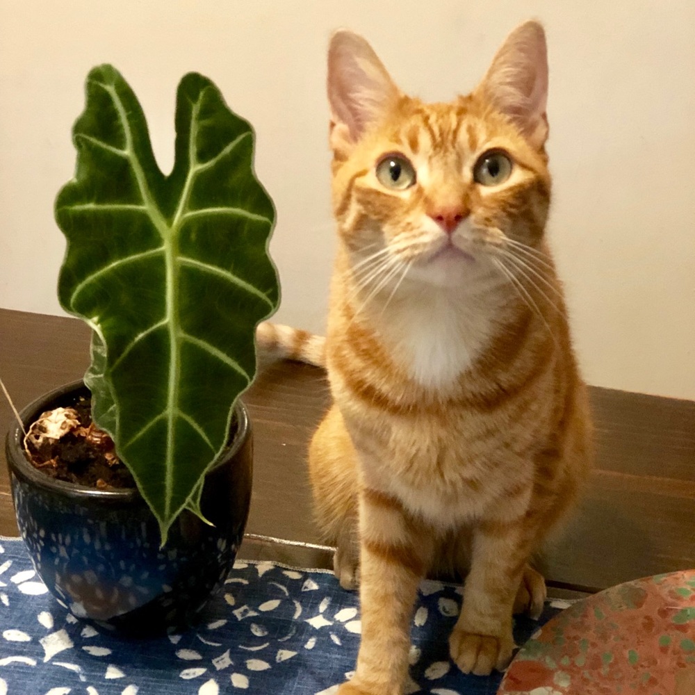 Meet your Posher, Dana